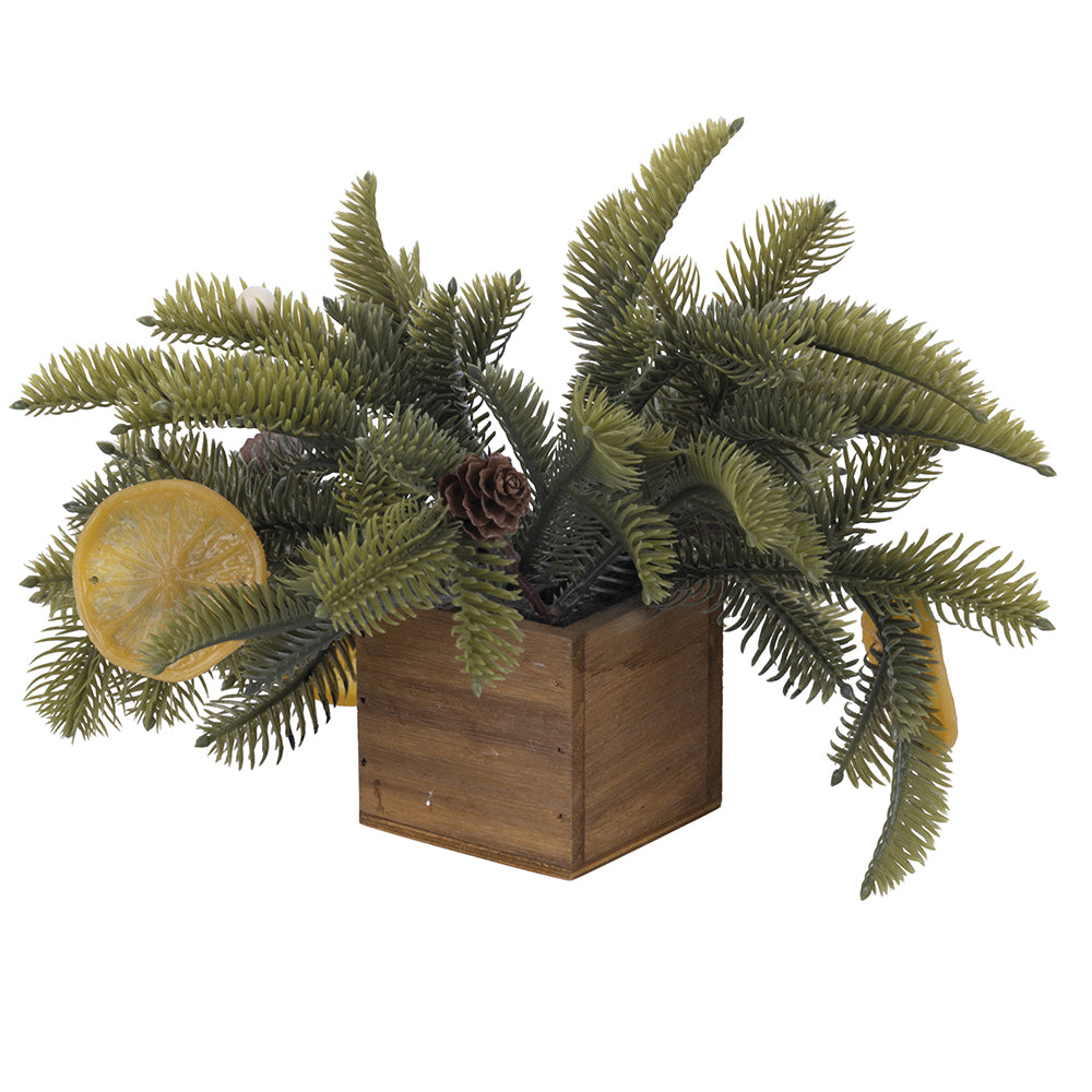 PLANT LEMON H.16 CM - 2188199