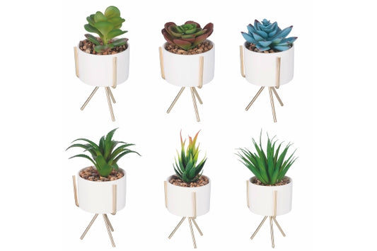 SUCCULENT SEEDLING WITH GOLD STAND H. 17CM 6 ASS - 2188530