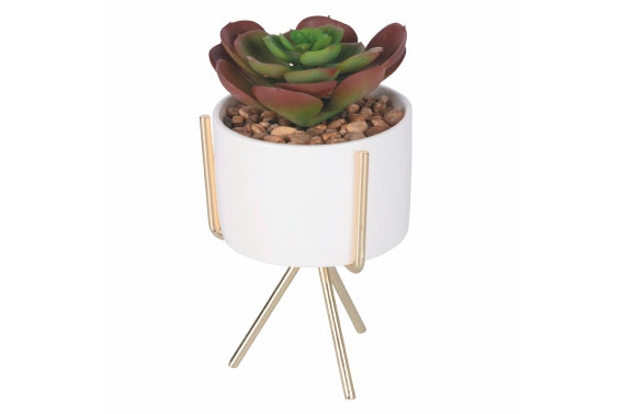 SUCCULENT SEEDLING WITH GOLD STAND H. 17CM 6 ASS - 2188530