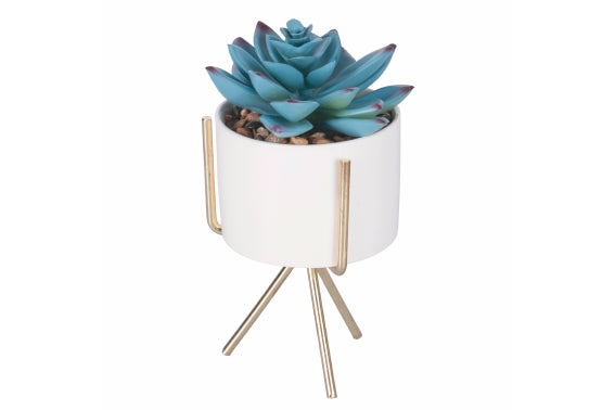 SUCCULENT SEEDLING WITH GOLD STAND H. 17CM 6 ASS - 2188530