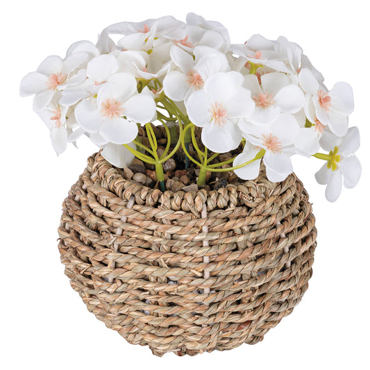 PRIMROSE PLANT   RAFFIA POT H. 20CM - 2188531